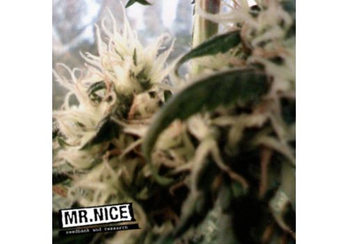 Mr Nice Seeds Skunk Haze