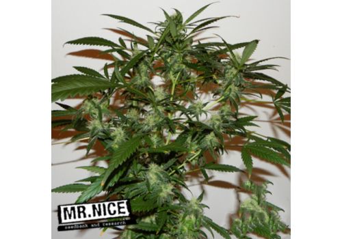 Mr Nice Seeds The Cure