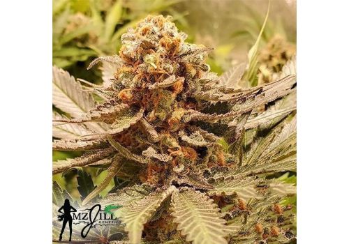 MzJill Genetics Jokers Wild