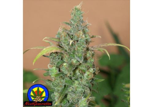 Next Generation Seeds AK47 AUTO