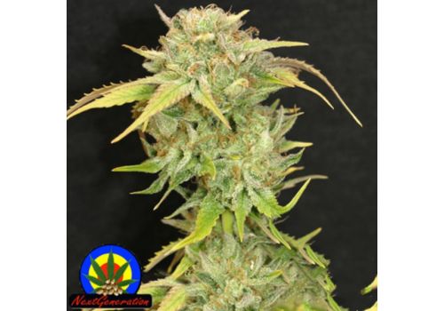 Next Generation Seeds Kiwi Kush