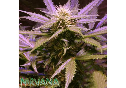 Nirvana Seeds Lemon OG Haze