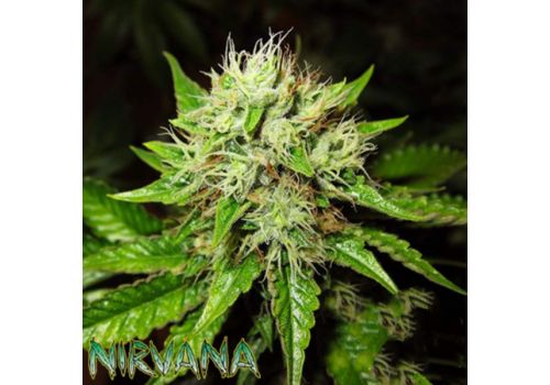 Nirvana Seeds AUTO OG Kush