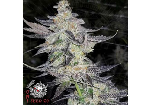 Oni Seed Co Tropicanna Kush