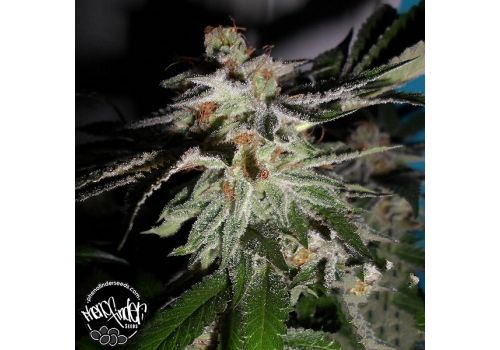 Pheno Finder Seeds LA Fire