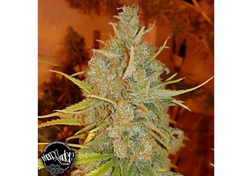 Pheno Finder Seeds Lemon Bubble
