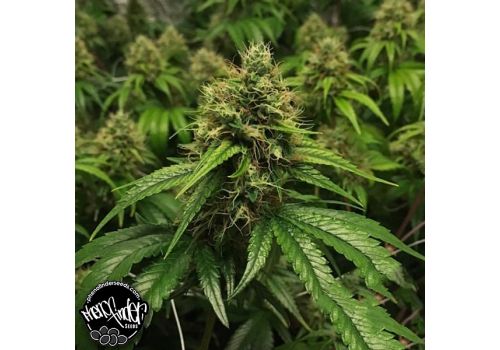 Pheno Finder Seeds Fromage Blue