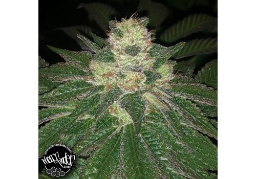 Pheno Finder Seeds Lemon Sherbert
