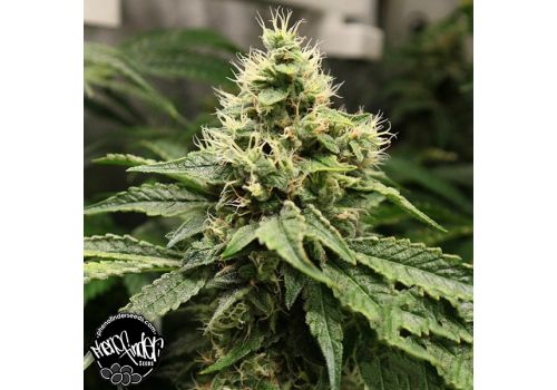 Pheno Finder Seeds Notorious OG