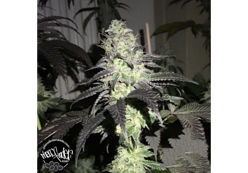 Pheno Finder Seeds Do Z Dos