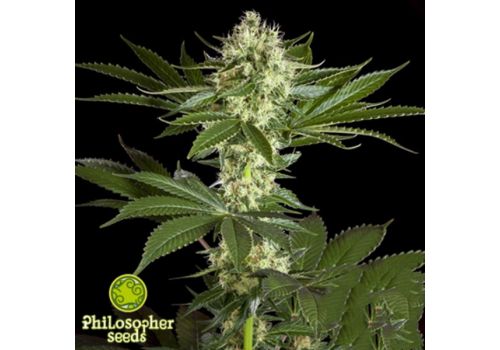 Philosopher Seeds Pure CBD Punch