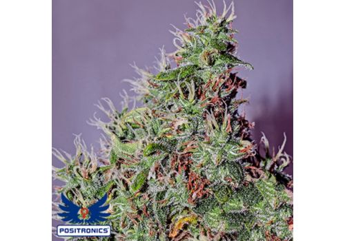 Positronics Seeds Amnesia Mistery