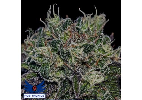 Positronics Seeds Black Widow