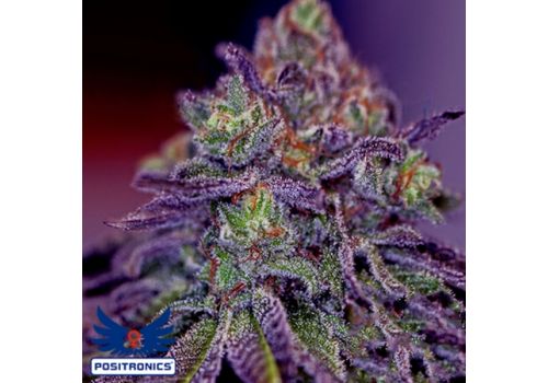 Positronics Seeds Blue Rhino