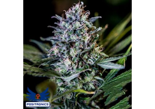 Positronics Seeds CBD + Black Widow