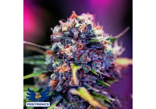 Positronics Seeds CBD + Caramel Ice