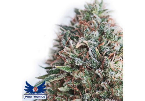Positronics Seeds CBD + Critical #47