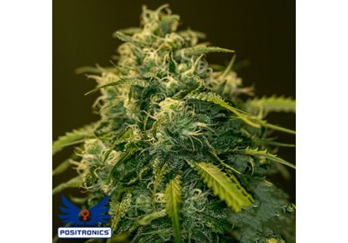 Positronics Seeds CBD + Jack Diesel