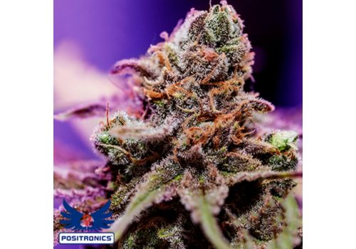 Positronics Seeds Chizpa