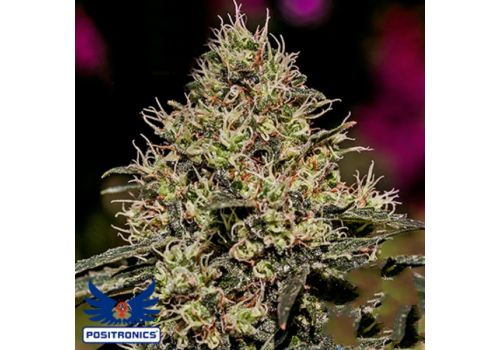 Positronics Seeds Critical #47