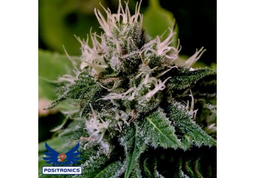 Positronics Seeds Critical Express