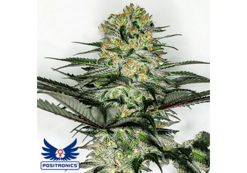 Positronics Seeds Glory OG