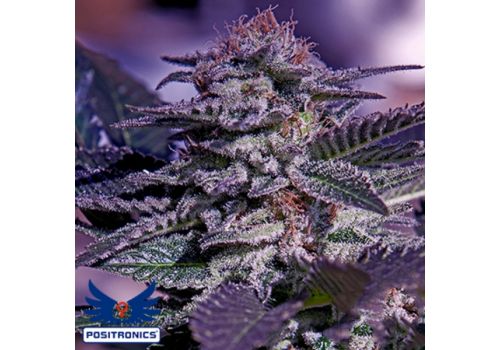 Positronics Seeds Kush Express