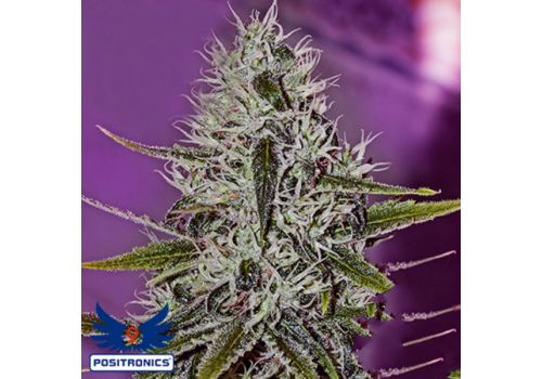 Positronics Seeds One Love Haze