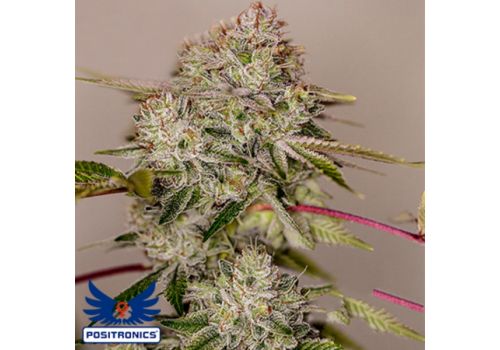 Positronics Seeds Sticky Dream