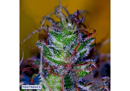 Positronics Seeds Supercheese