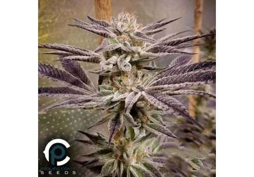 Prolific Coast Seeds Cake Bomb