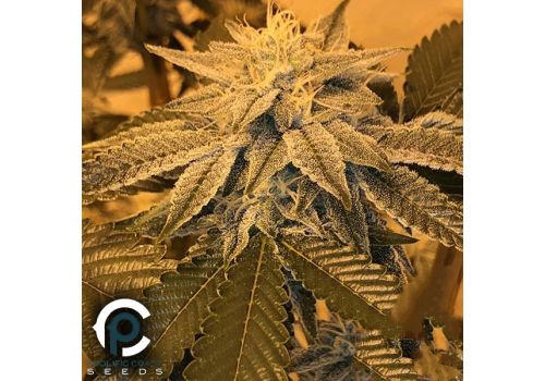 Prolific Coast Seeds Honey Tree