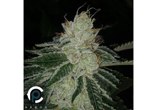 Prolific Coast Seeds Meow