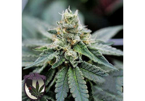 Purple Caper Seeds Biscotti X