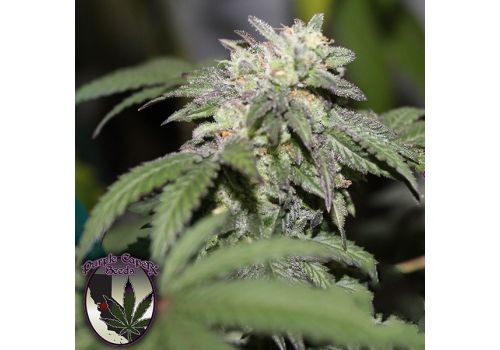 Purple Caper Seeds Gelato BX