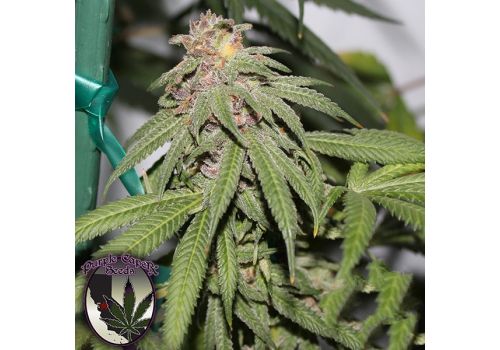 Purple Caper Seeds Grape Zkittlez