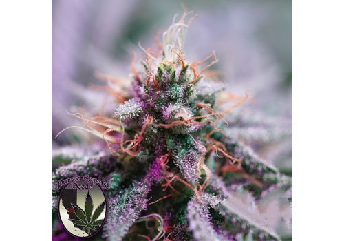 Purple Caper Seeds MAC Daddy