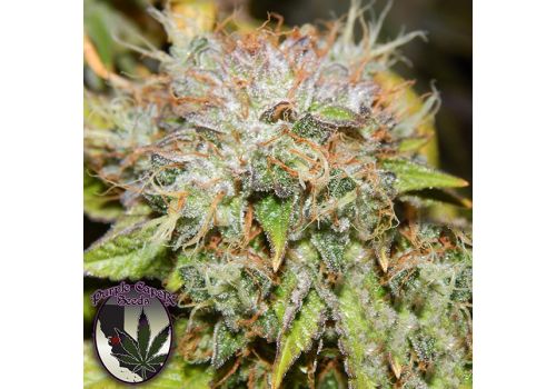 Purple Caper Seeds Wedding Cake
