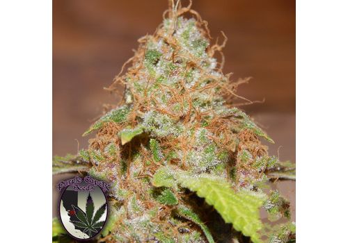 Purple Caper Seeds Zkittlez BX