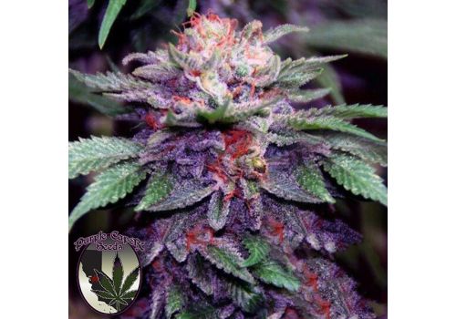 Purple Caper Seeds Zkittlez Cake