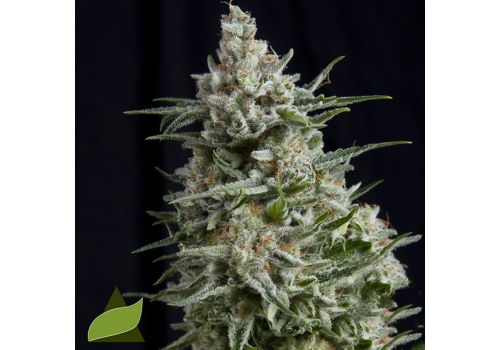 Pyramid Seeds Anesthesia CBD