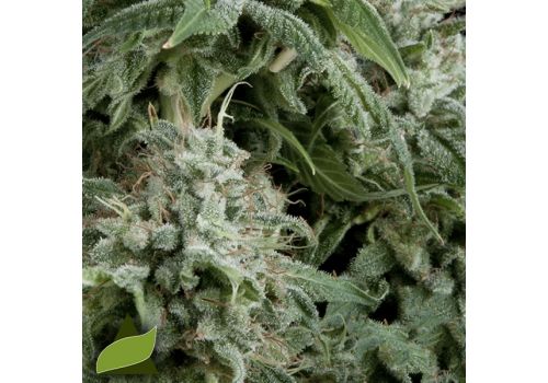 Pyramid Seeds AUTO Northern Lights CBD