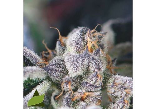 Pyramid Seeds Cookies USA