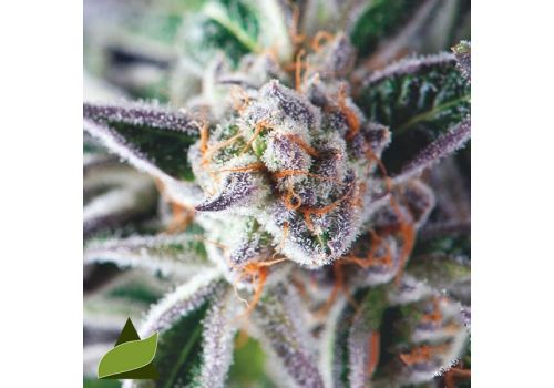 Pyramid Seeds Do-Si-Dos