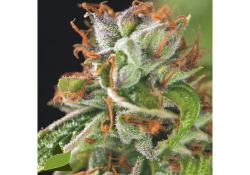 Pyramid Seeds Double OG Haze