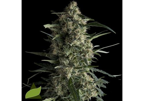 Pyramid Seeds Galaxy CBD