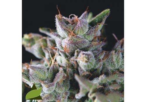 Pyramid Seeds Gorila