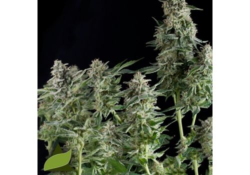 Pyramid Seeds Northern Lights CBD