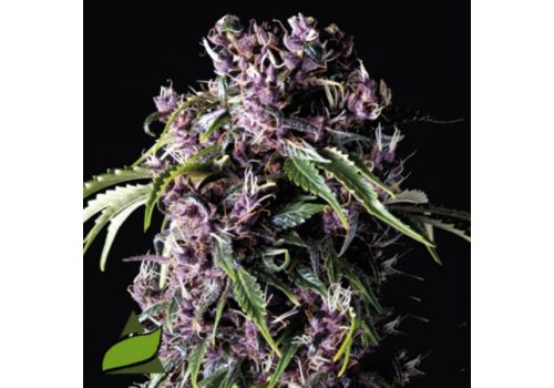 Pyramid Seeds Purple