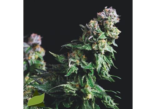 Pyramid Seeds Purple Urkle